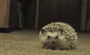 搞笑gif开心每一天,搞笑gif开心一刻动图