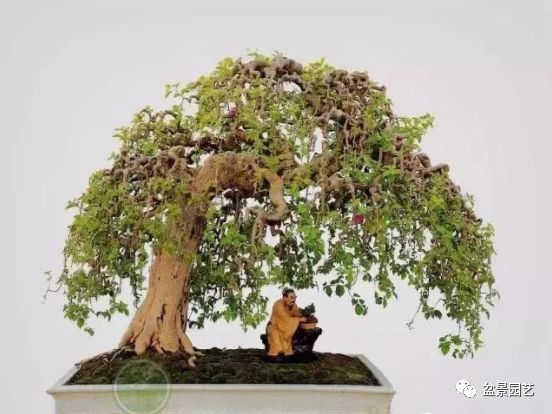 有哪些经典盆景树种,最值得收藏的六种盆景树种是哪些