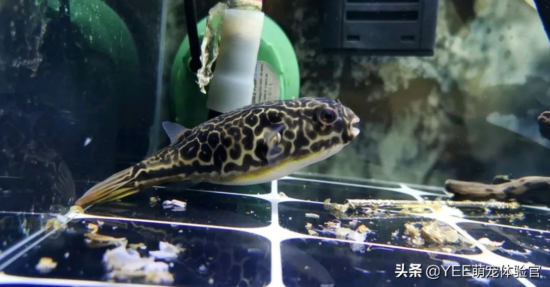 容易混养的热带鱼,容易互动的鱼