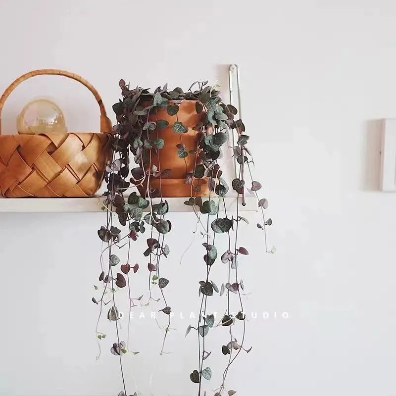 家里养盆爱之蔓，满盆都是小爱心，唯美又浪漫，好看又好养