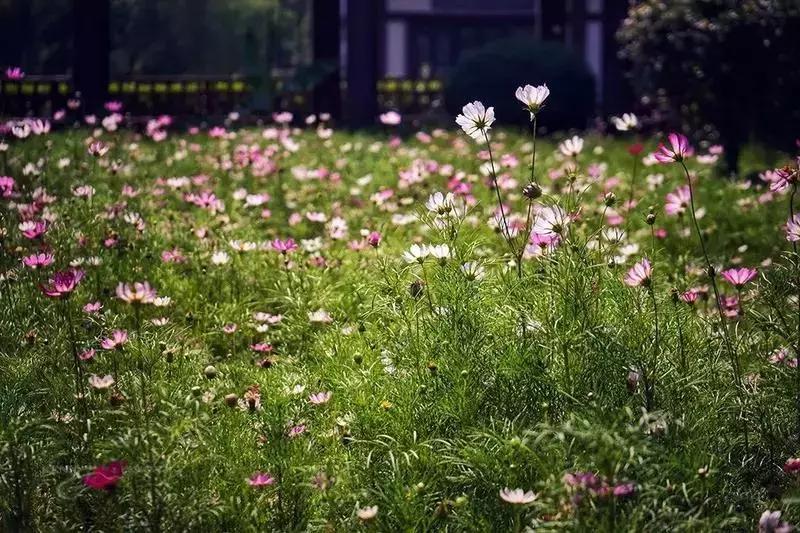 高铁直达西安旅游攻略,坐高铁到西安游古城墙和大雁塔