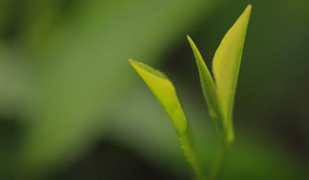 怎么鉴别绿茶明前茶谷雨茶,谷雨茶和明前茶的区别是什么