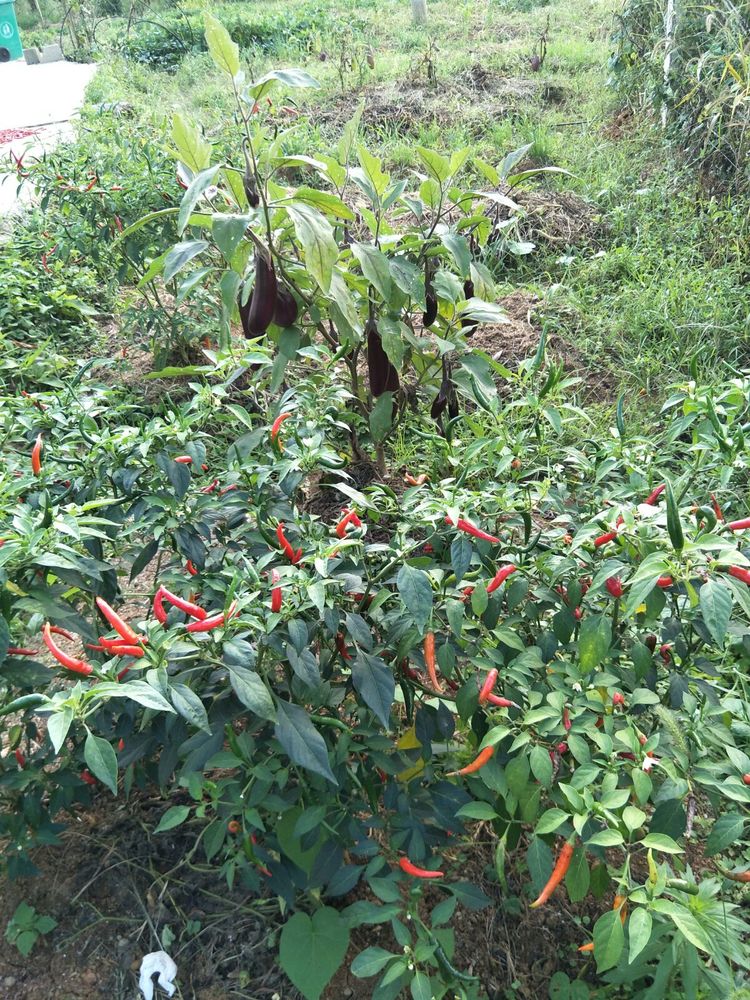 种地用的自制酵素,酵素种地效果怎么样