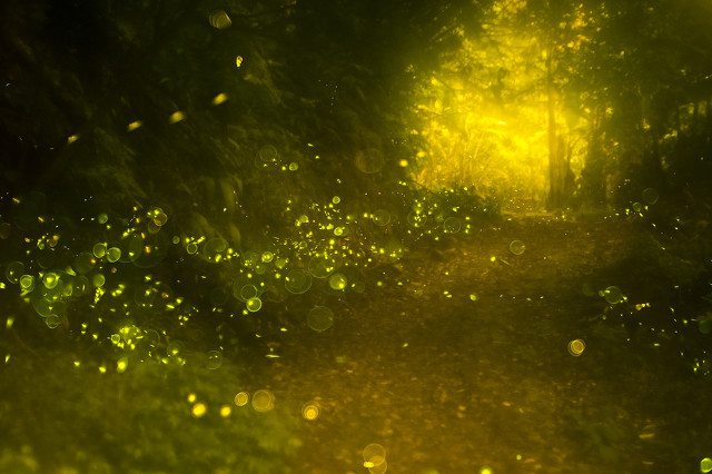 萤火虫好词摘抄,萤火虫好