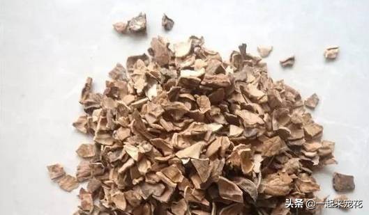 5种小垃圾养花却是宝贝,家里的废物垃圾怎么养花好