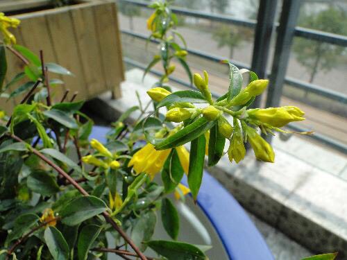 养茉莉花浇水施肥技巧,养茉莉花技巧室内