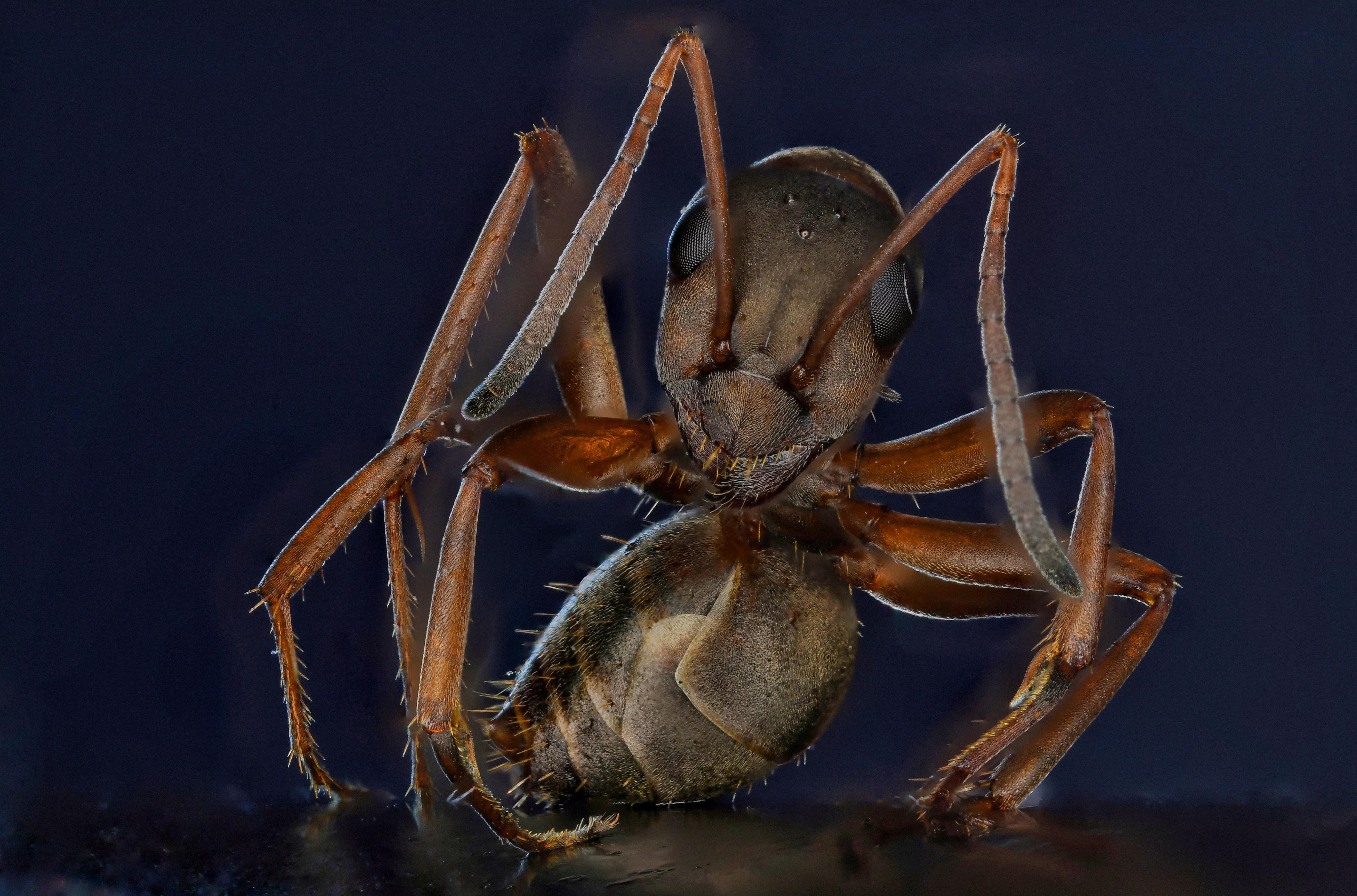 老蛙最强的微距镜头,老蛙25微距镜头