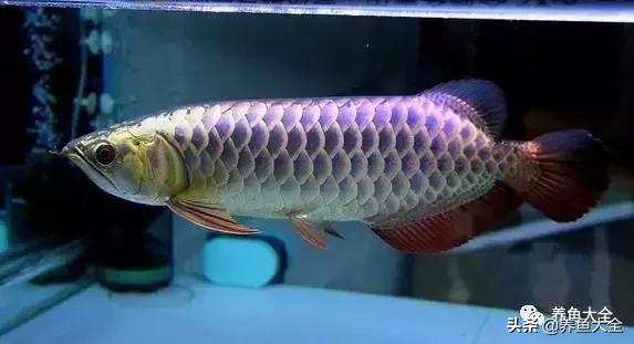 1米2的缸养龙鱼,养龙鱼多大缸合适