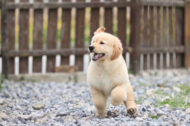 金毛毛短怎么回事？为啥我家金毛毛长不长，这些冷知识不可忽略