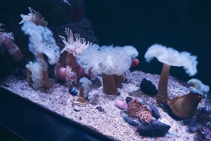 不一样的大阪三日游，瑠璃一束光，值得一来再来