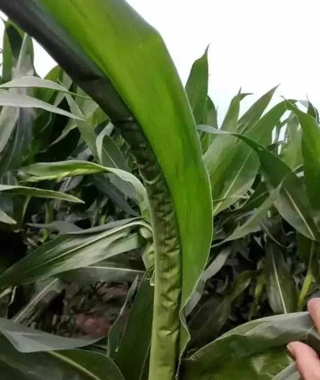 玉米大面积卷叶是怎么回事呢,玉米卷叶的原因和解决方法