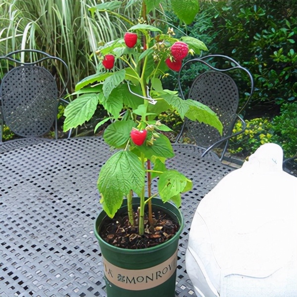 盆栽树莓种植基本方法,盆栽树莓怎样养殖