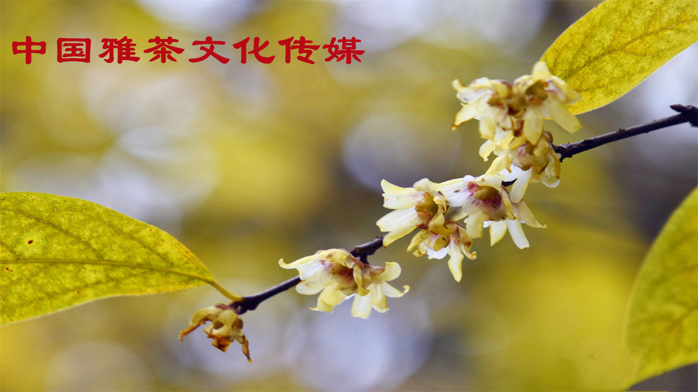 琴瑟在御岁月静好,琴瑟在御岁月静好的配图