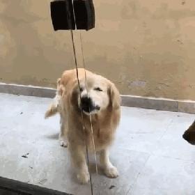 养狗新手与老手的区别,养狗为什么要养纯种犬