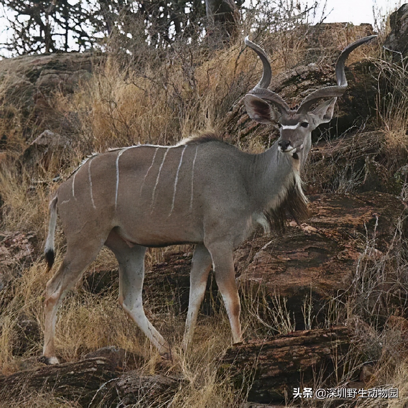 十种最强的牛科动物,牛科动物都有哪些