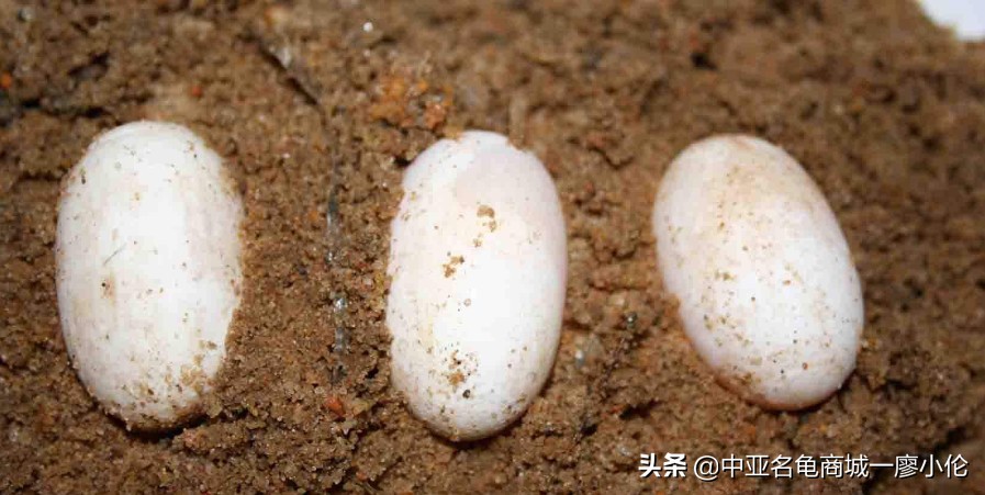 乌龟蛋孵化前需要注意什么,乌龟蛋孵化后期注意事项