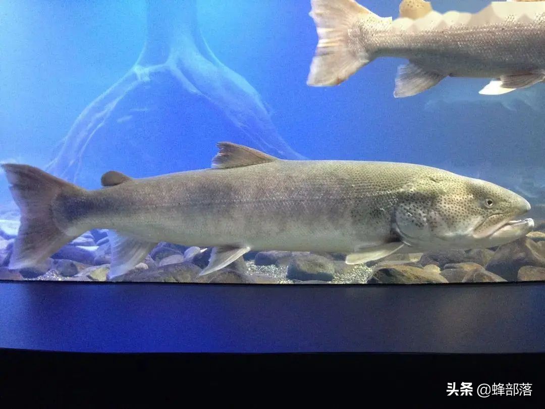 什么鱼最好养殖最挣钱,农村养殖鱼的技巧和注意事项