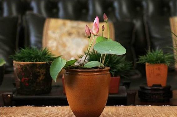 微型丰花碗莲有什么品种,微型碗莲适合种什么花