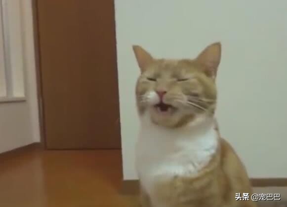 猫咪舔了体外驱虫药痛苦表情,猫咪舔自己屁股被臭到表情包