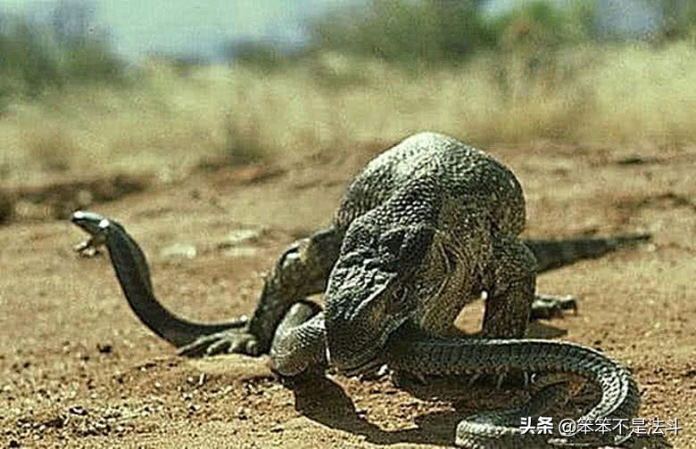 蛇獴吃辣条视频,毒蛇克星蛇獴