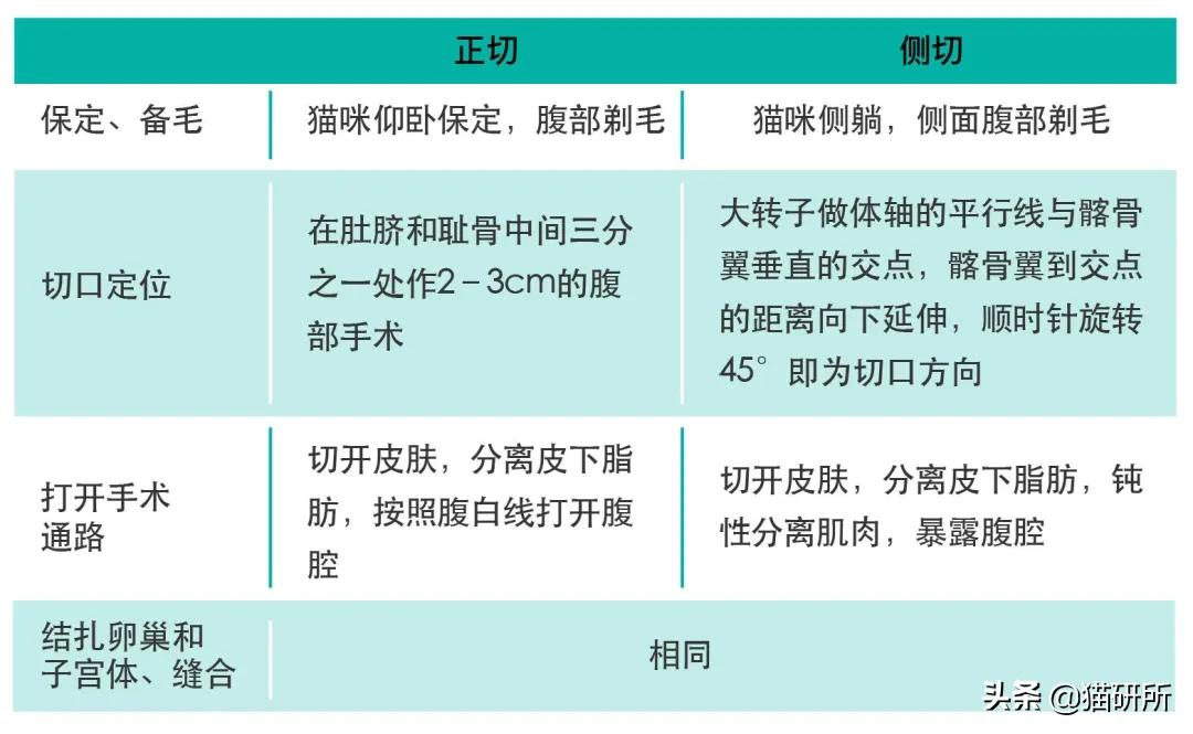 猫咪绝育正切痛还是侧切痛,猫咪绝育是切蛋还是切鸡