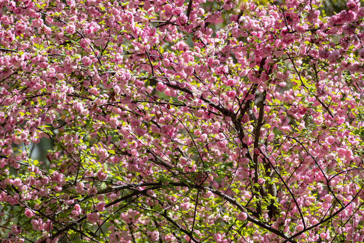 青海大学2021年硕士研究生拟录取名单（四）