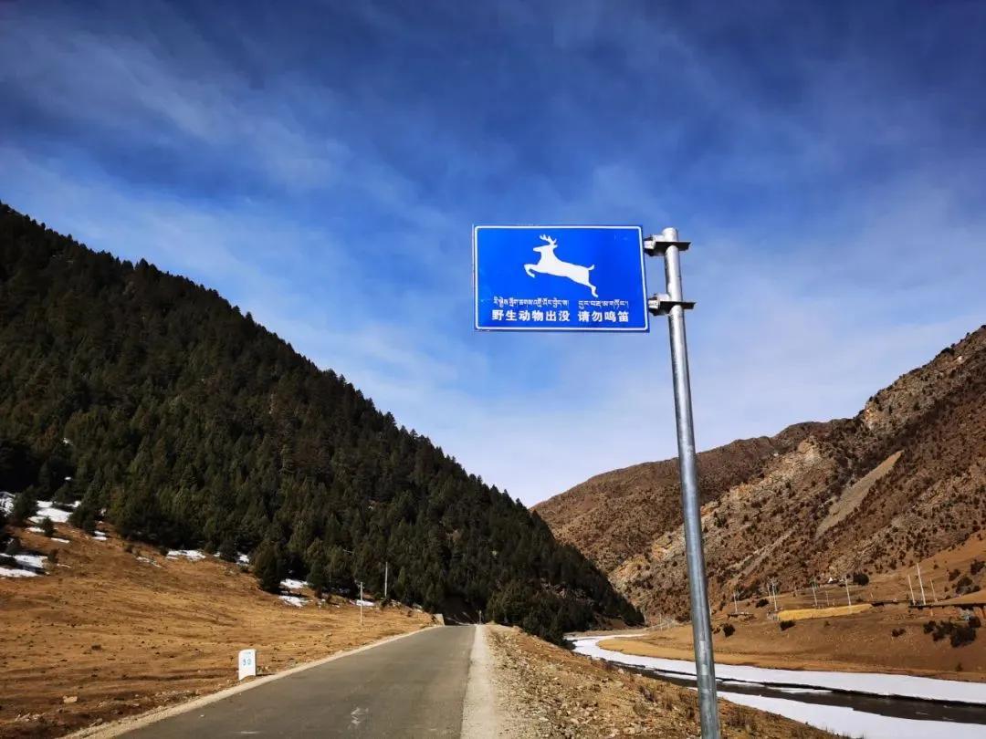 楂樺師涓婄殑椹箍,闈掕棌楂樺師涓婄殑椹箍