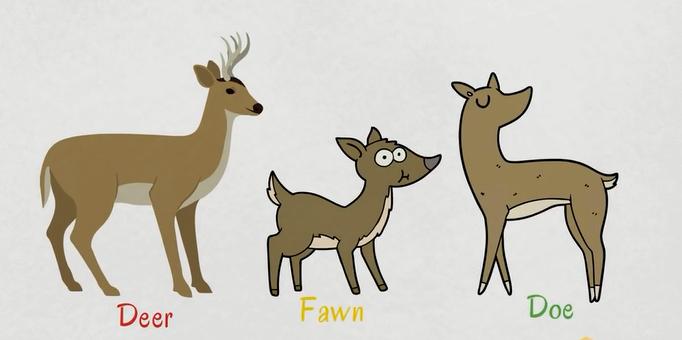 动物类英语单词记忆教学,每日英语单词之动物单词