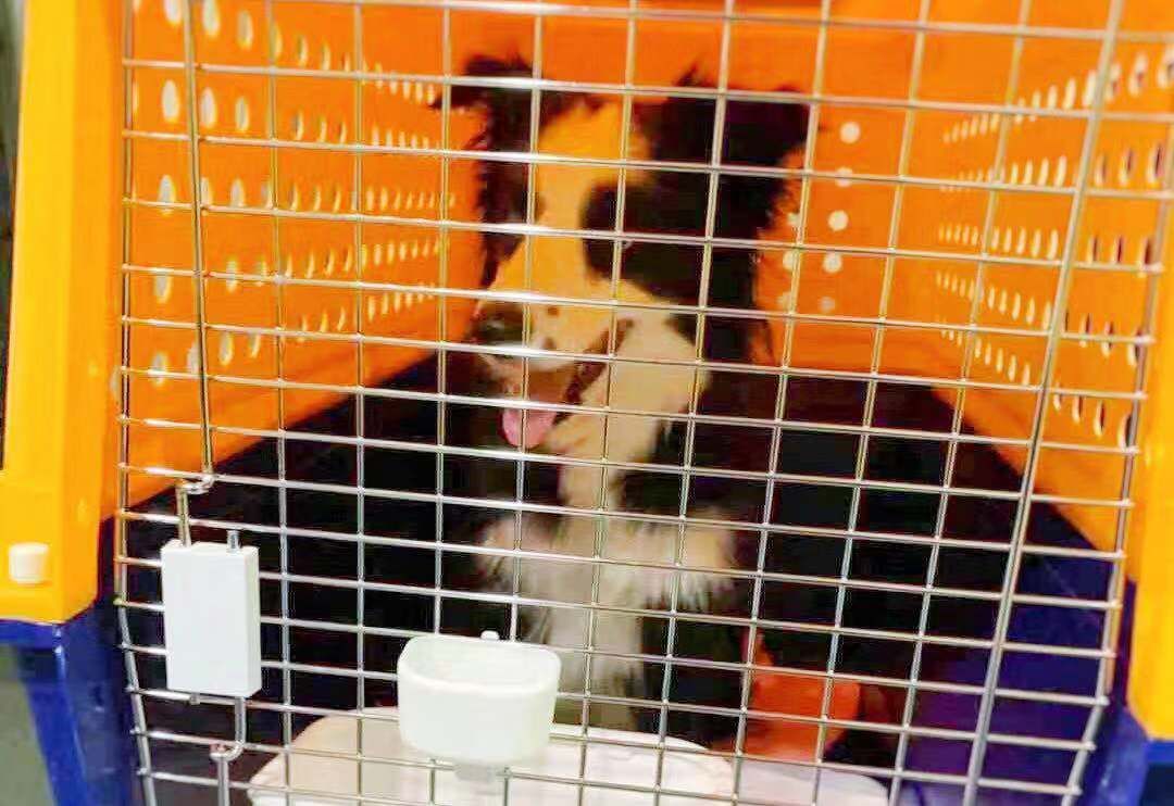 宠物经济市场前景,宠物经济下一个趋势