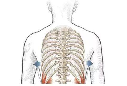 减肥束腰收腹神器危害,束腰有助于减肥吗