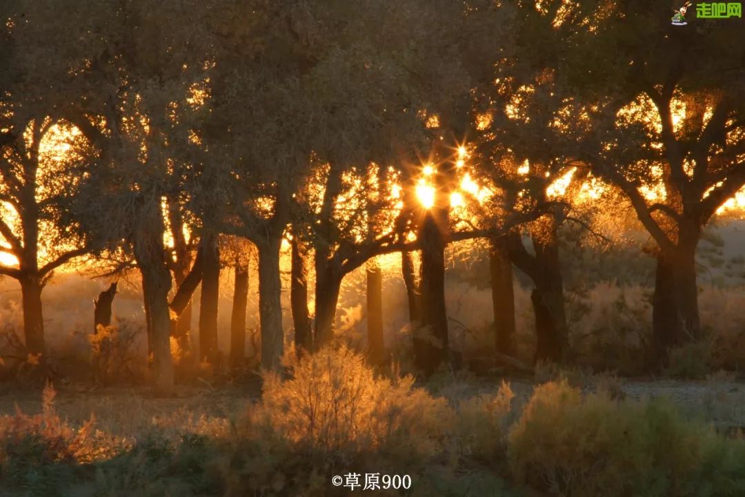 额济纳胡杨林自驾游详细攻略,宝鸡自驾往额济纳胡杨林攻略