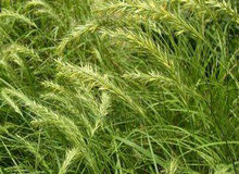 中华人民共和国野生植物保护名录,濒危保护植物名录药用植物多少种