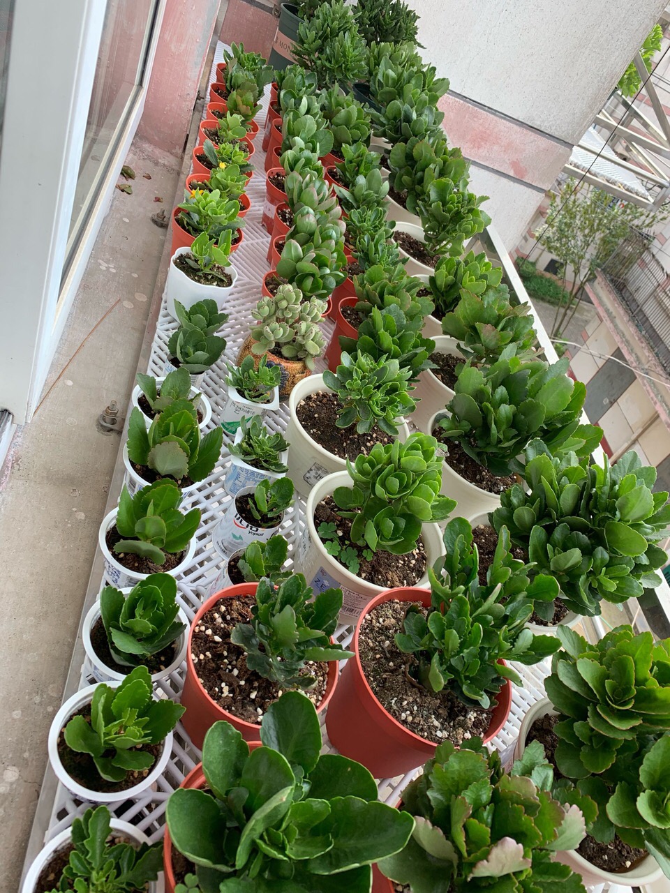 8种懒人花,爬墙爆花懒人月季