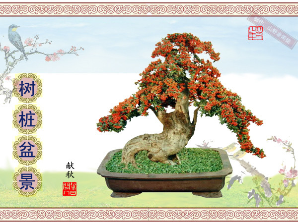 高山杜鹃花老树桩盆景,大树桩盆景欣赏