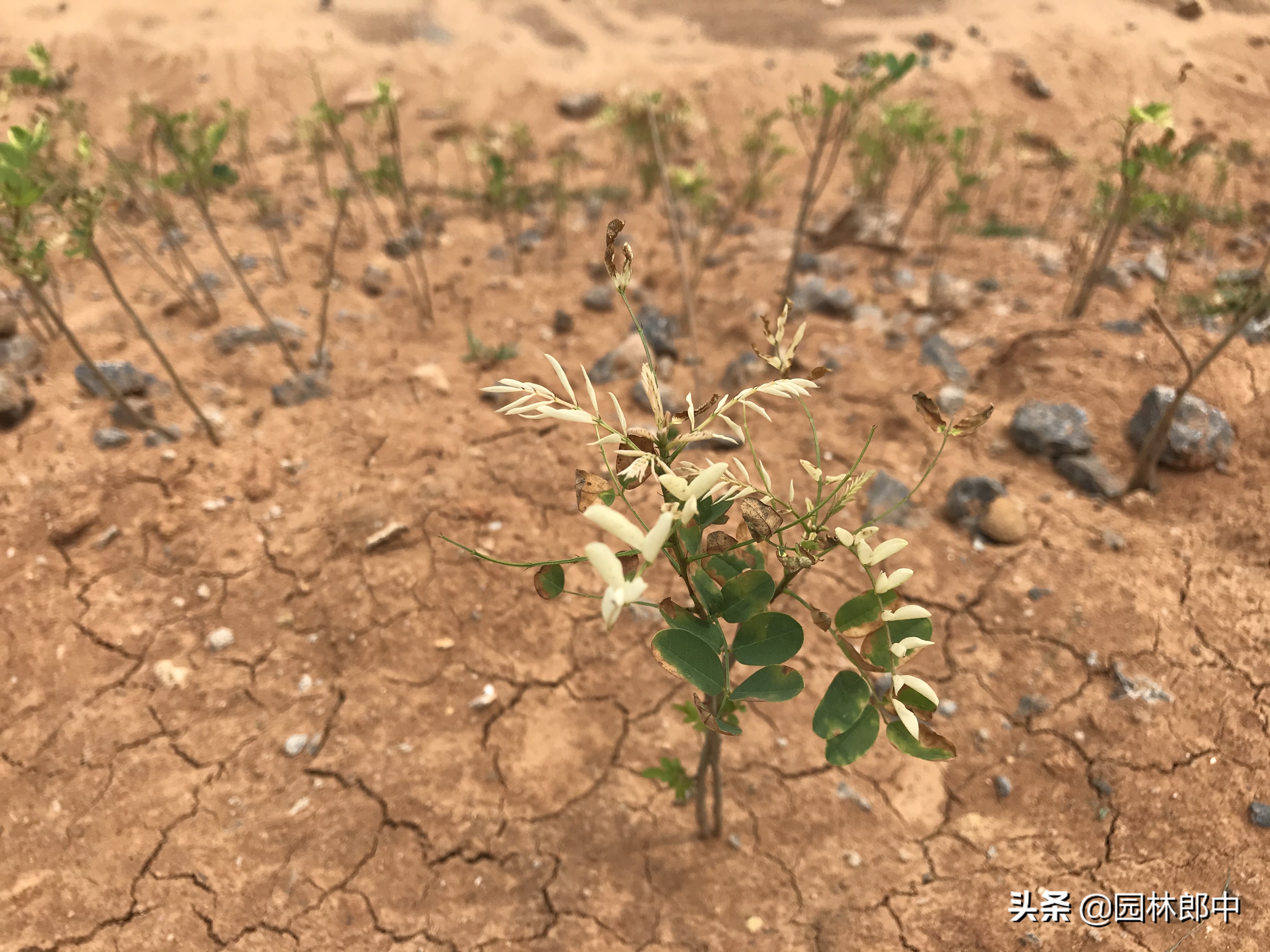 苗木药害怎么解决,苗后除草剂产生药害了怎么办