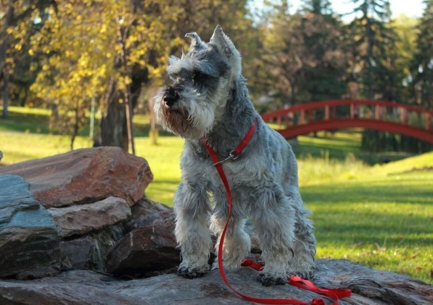夏天到了养宠家庭必备,夏季来了谨防中暑