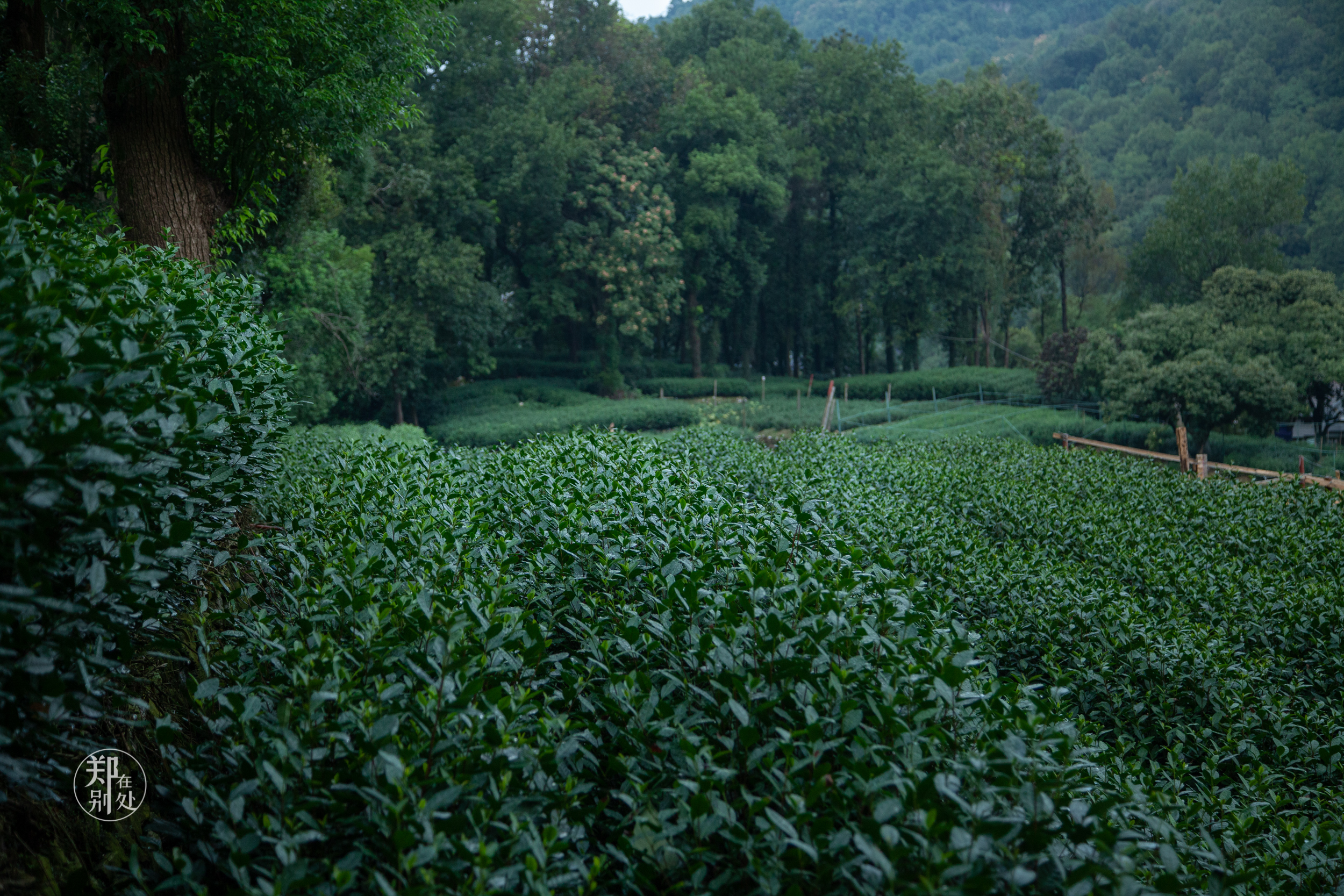 坐公交游杭州几路最好,杭州87路公交沿路风景