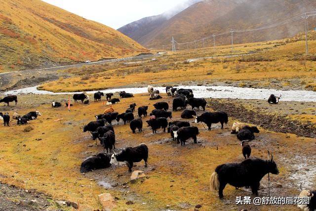 青藏高原野牦牛特点,白牦牛生活在哪里