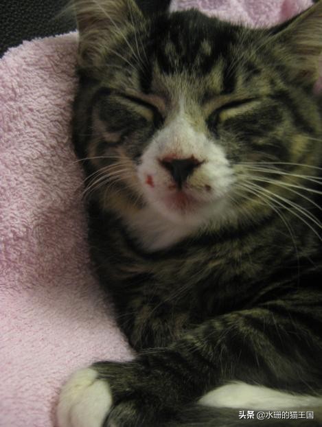 猫咪流鼻血该怎么处理,猫咪肠胃出血吃什么药可以止血