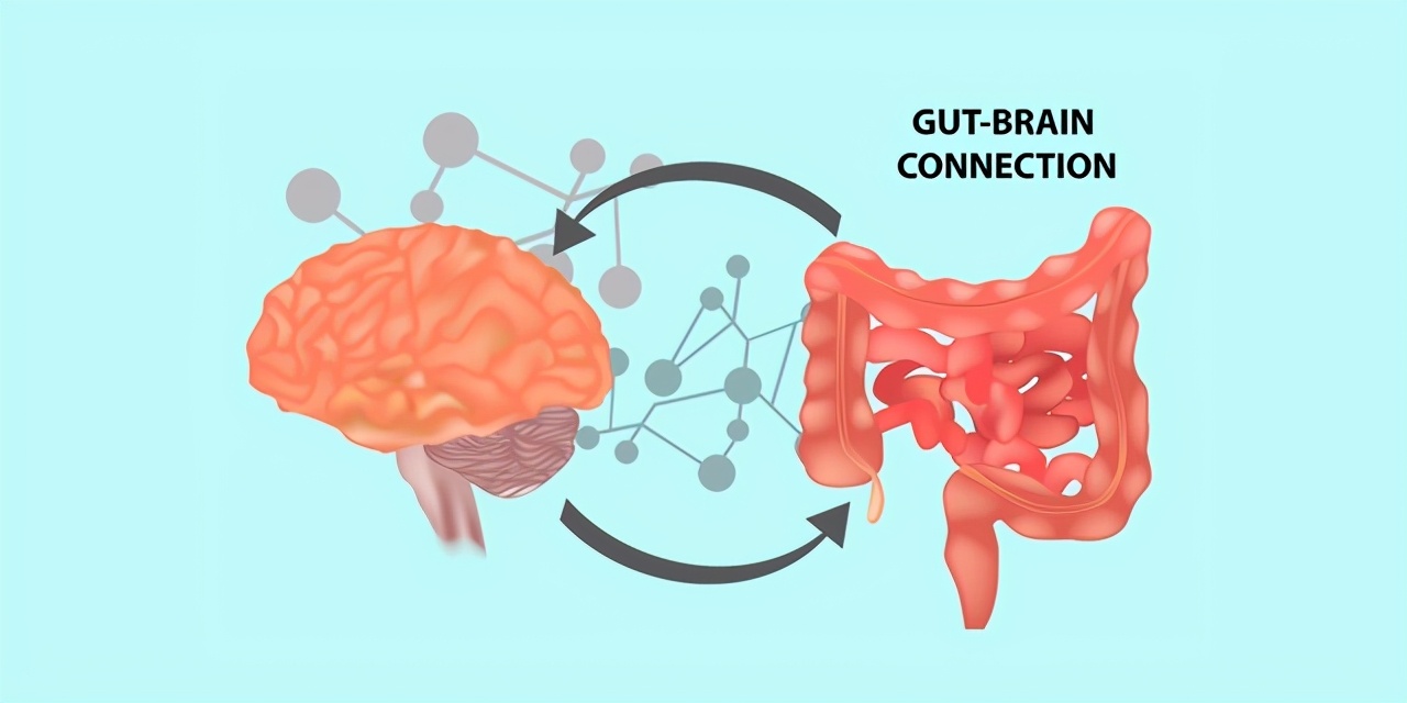 脑肠轴视频,肠脑轴的深度解析