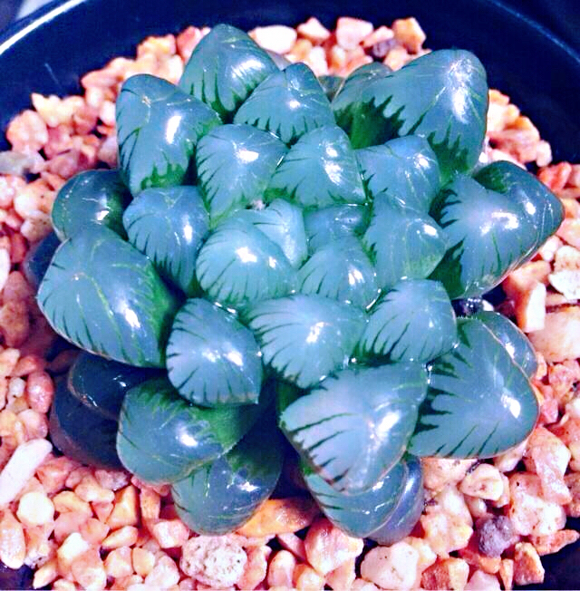 冰灯玉露多肉,冰灯玉露多肉植物