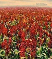 丰收时节，田间地头摇曳的红色黍穗，是难忘的童年意象