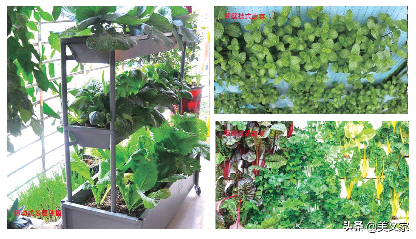 阳台小菜园手把手教你种菜,农家小院立体式种菜技巧