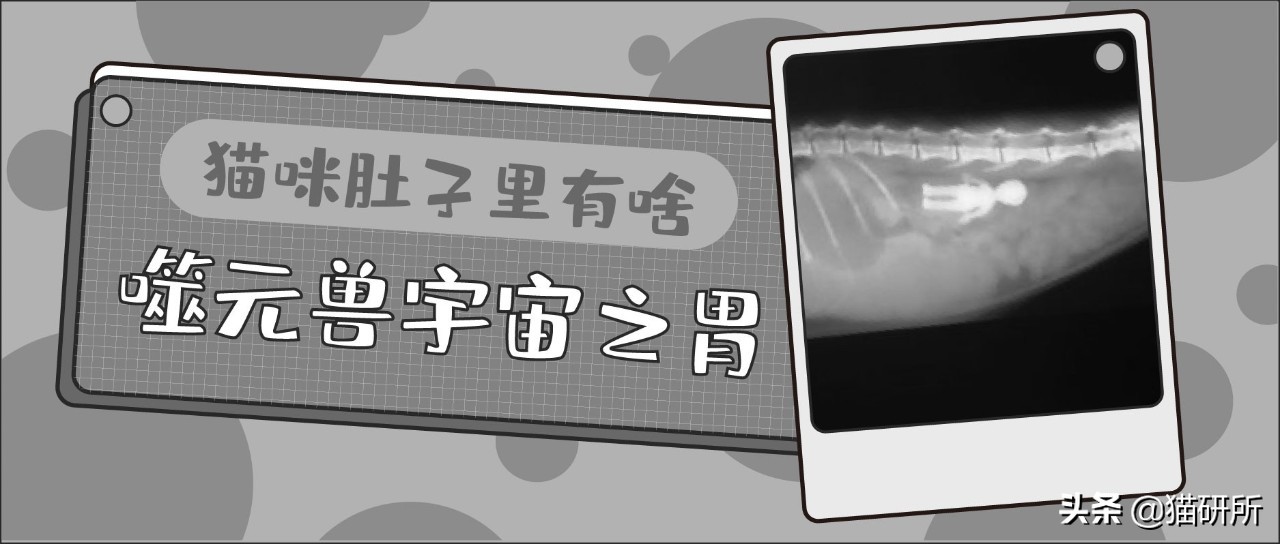 10张让人不寒而栗的图片,猫咪x光正常图片