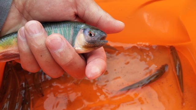 西岭雪山避暑又能钓鱼的地方,西岭雪山哪里的野沟里可以钓冷水