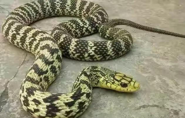 养殖场防蛇的最佳办法是什么,农村养什么动物可以驱赶蛇