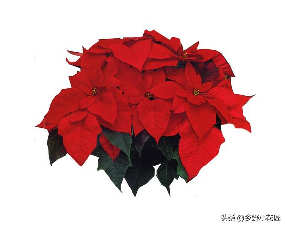 一品红为什么掉叶,一品红出现落叶会不会死呢