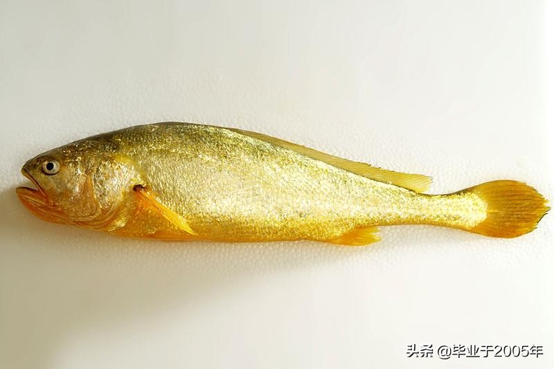 辽宁的水产品有哪些,辽宁常见的鱼