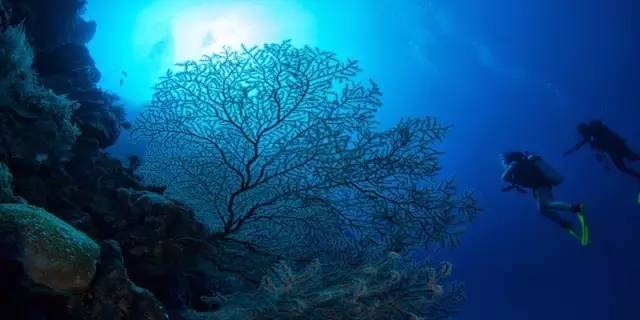 比马尔代夫更高级的岛屿,太平洋海岛帕劳旅游攻略