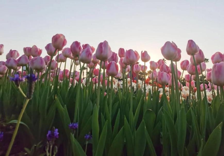 *光春**正好，快来搭乘开往春天的brt~